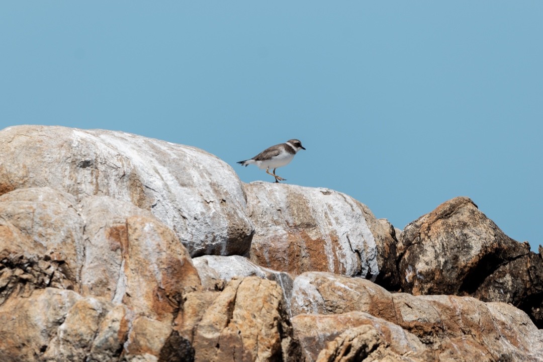 Perdeli Cılıbıt - ML646187697