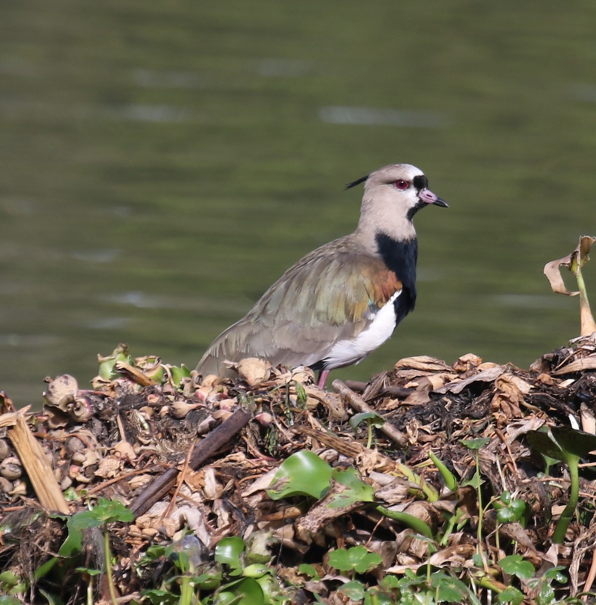 Şili Kızkuşu (cayennensis) - ML646187699