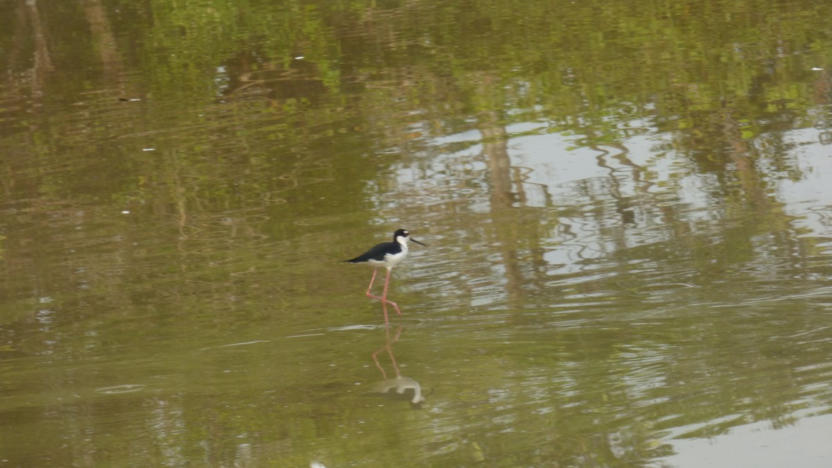 Maskeli Uzunbacak - ML646187700