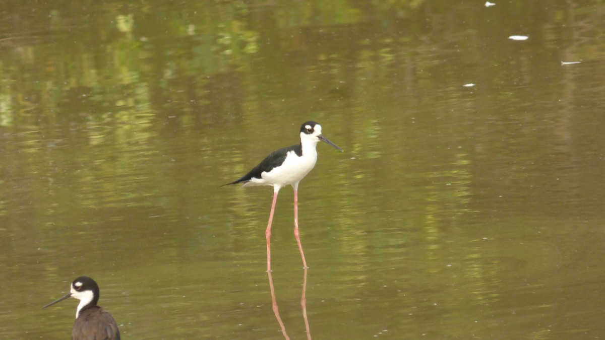 Maskeli Uzunbacak - ML646187701