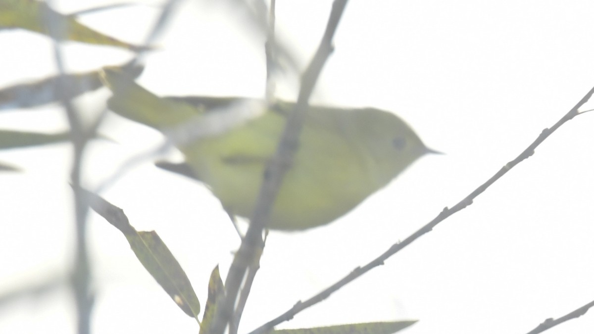 Northern Yellow Warbler - ML646187703