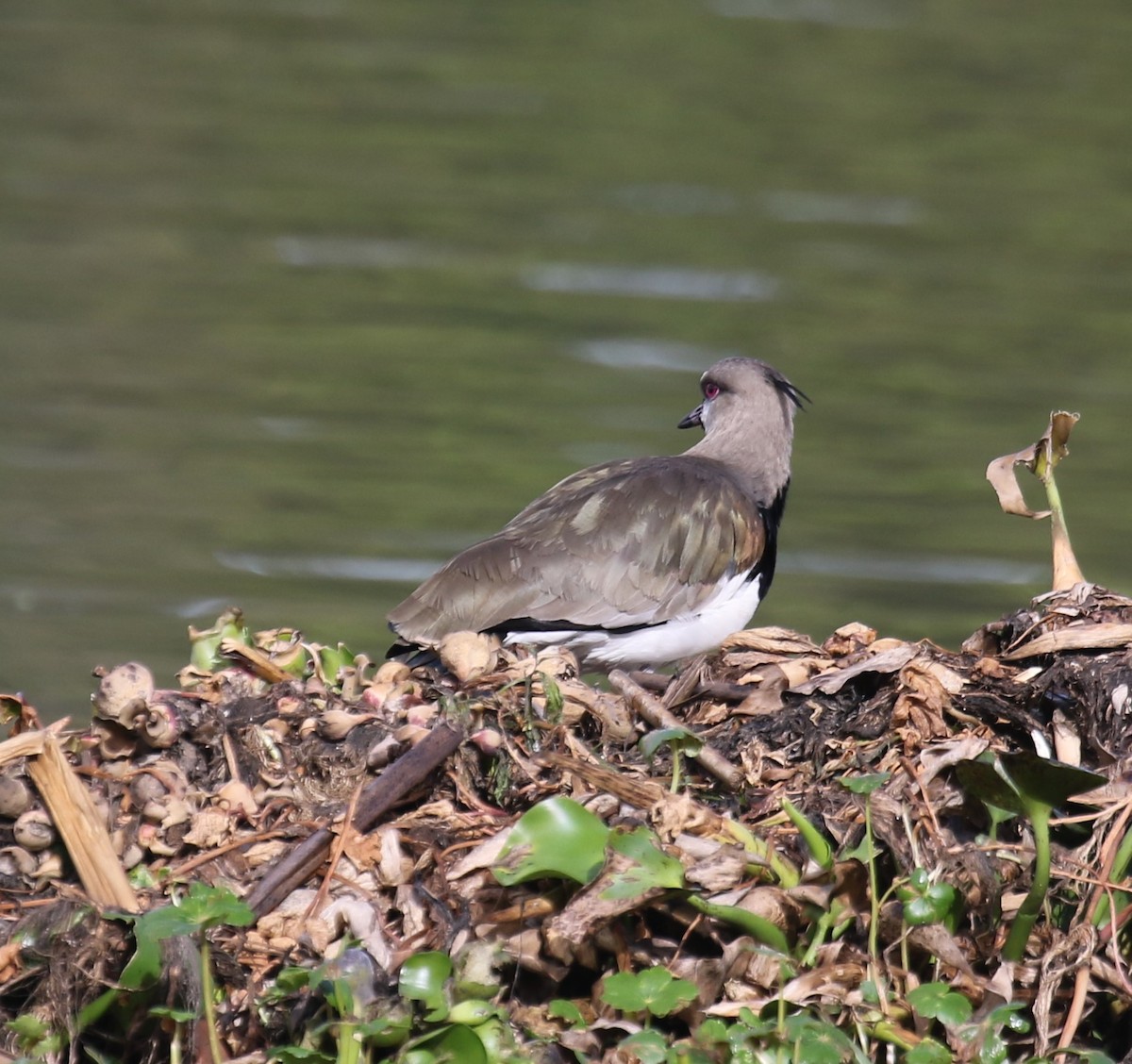 Şili Kızkuşu (cayennensis) - ML646187705