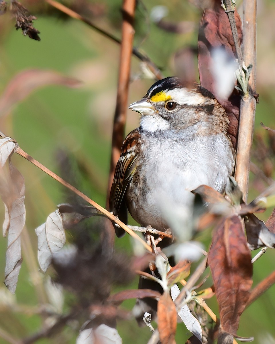 Ak Boğazlı Serçe - ML646187706