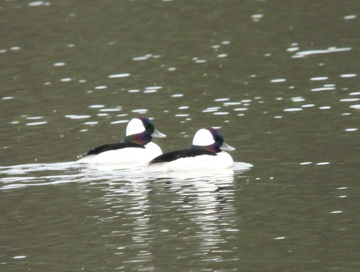 Ak Yanaklı Ördek - ML646187707