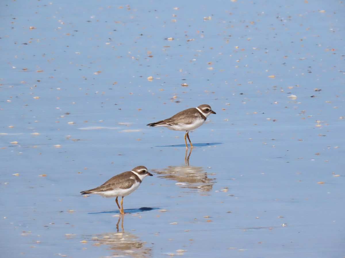 Perdeli Cılıbıt - ML646187708