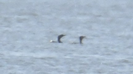 Common Loon - ML646187710