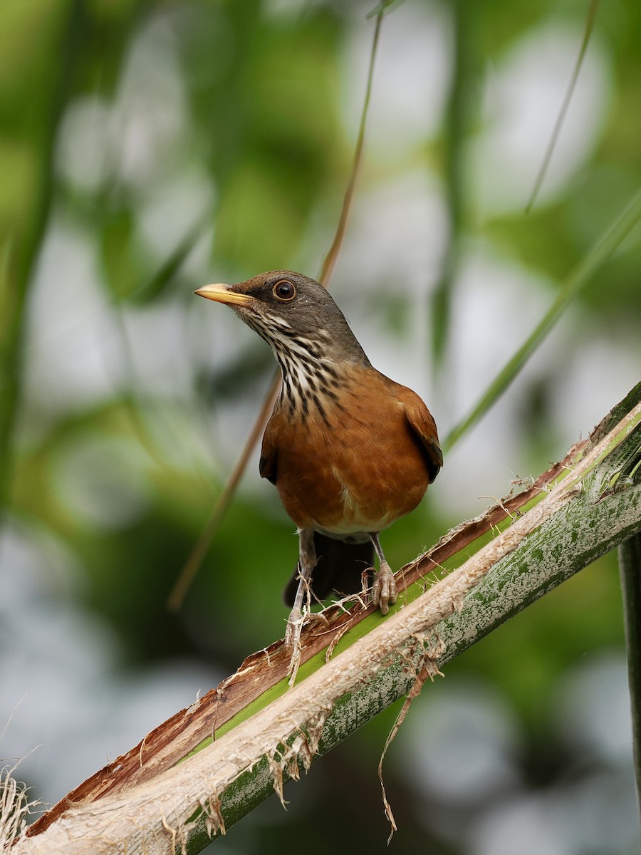Rufous-backed Robin - ML646187712