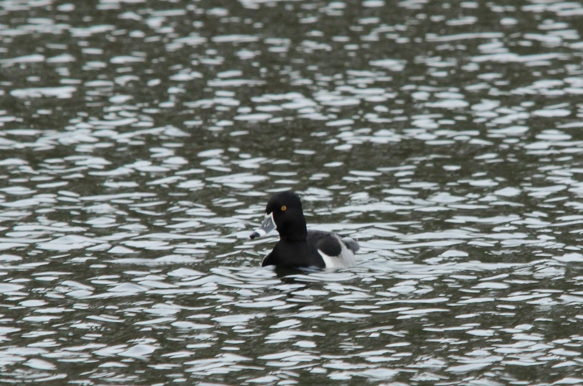 Ring-necked Duck - ML646187713