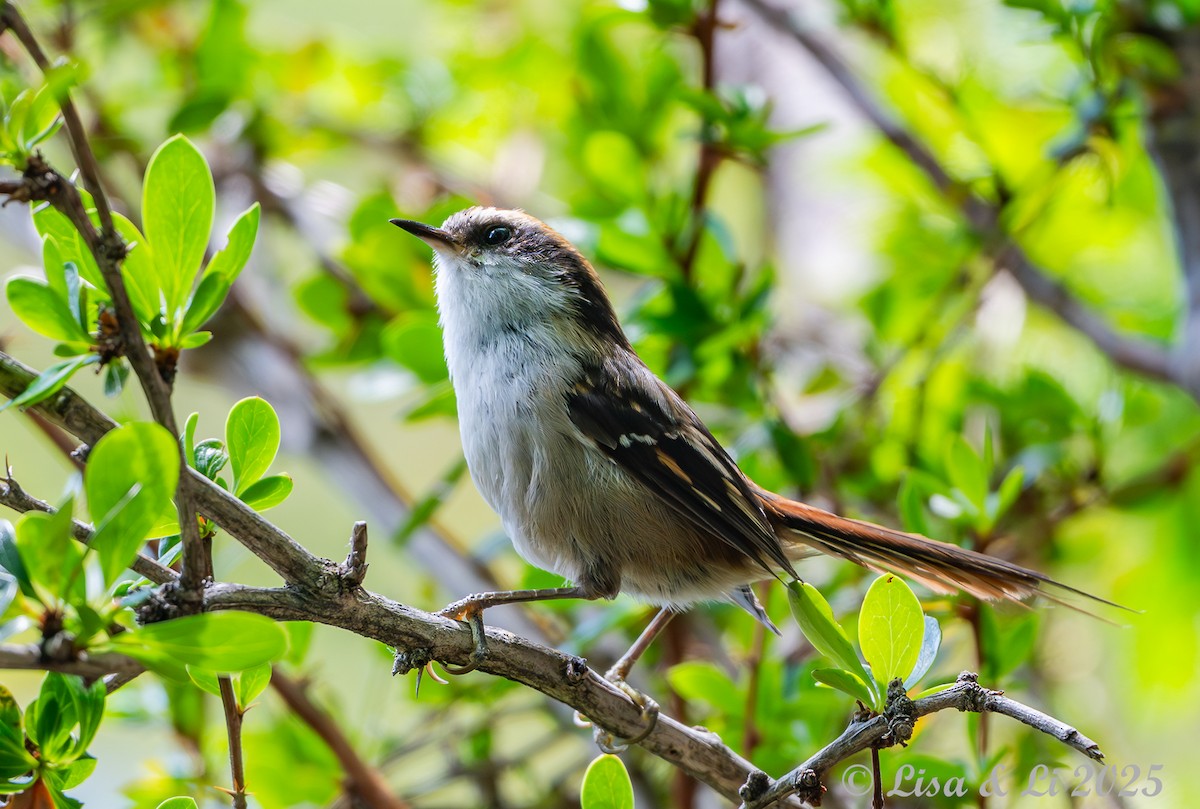 ハリオカマドドリ - ML646187714