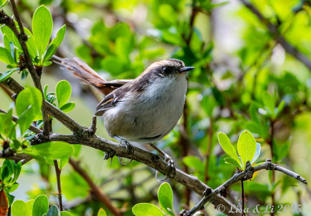 ハリオカマドドリ - ML646187715
