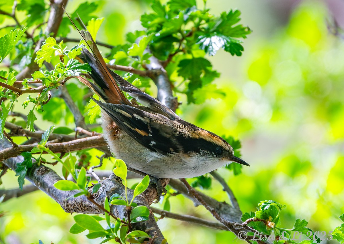 ハリオカマドドリ - ML646187716