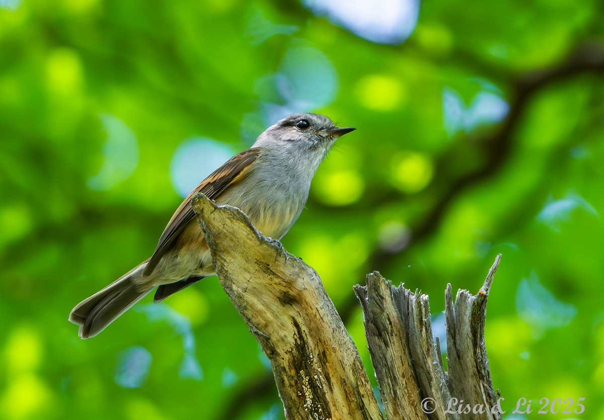 Patagonian Tyrant - ML646187718