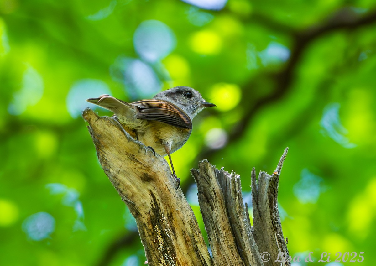 Patagonian Tyrant - ML646187719