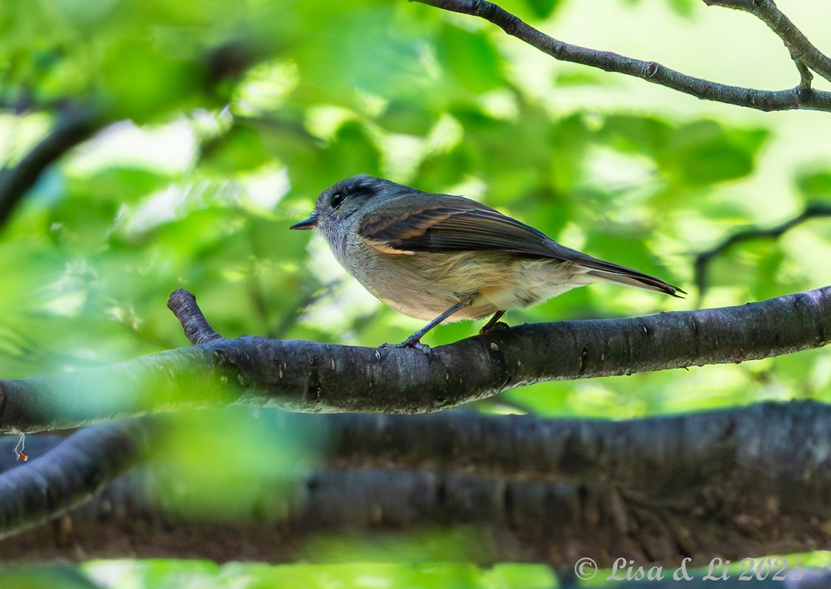 Patagonian Tyrant - ML646187720