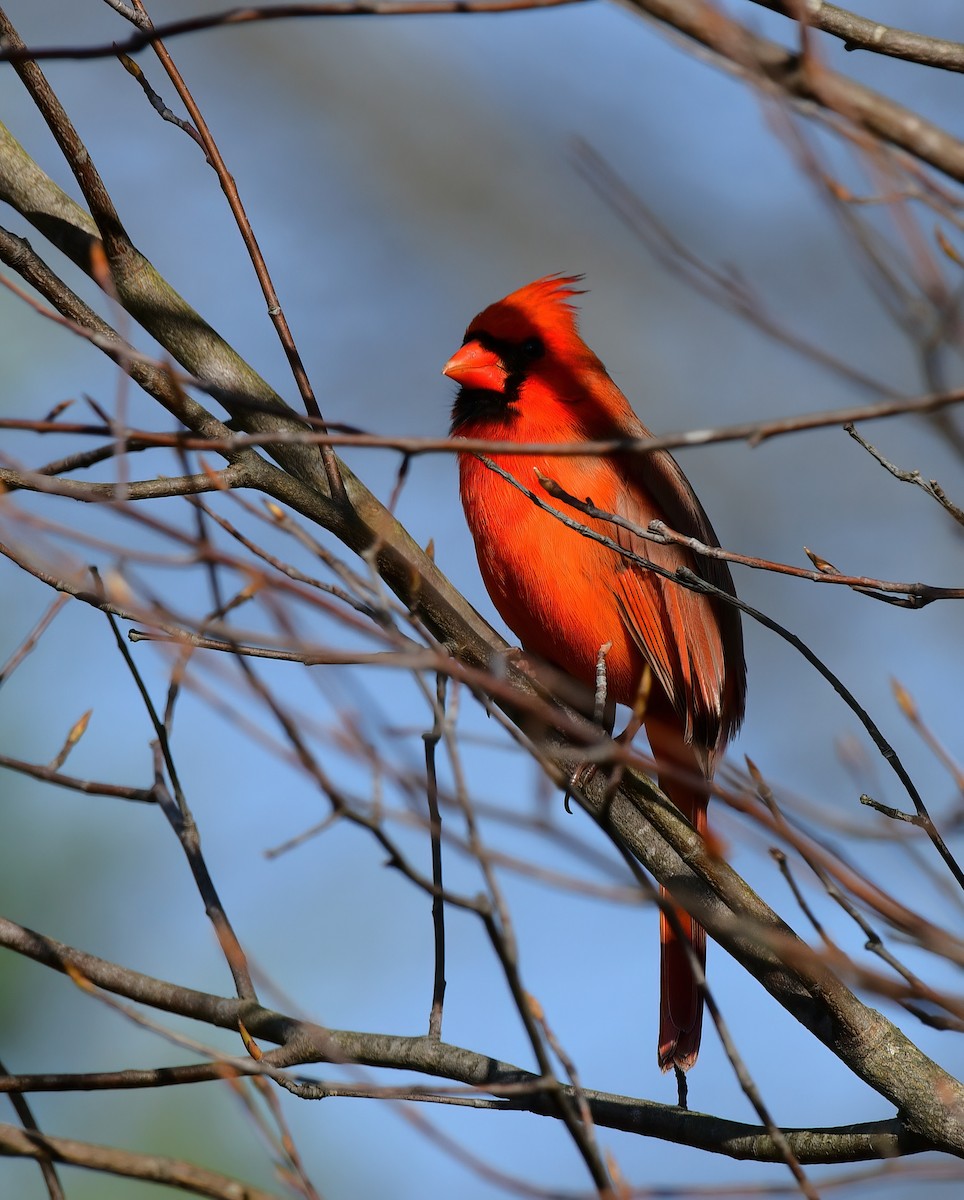 Northern Cardinal - ML646187727