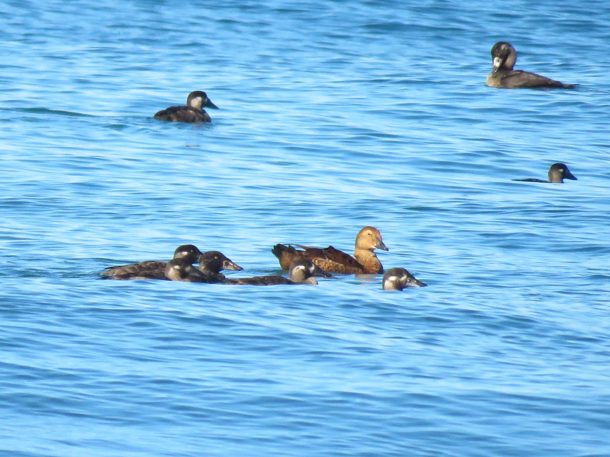 amerikasvartand - ML646187733