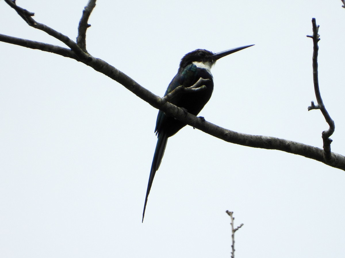 Paradise Jacamar - ML646187735