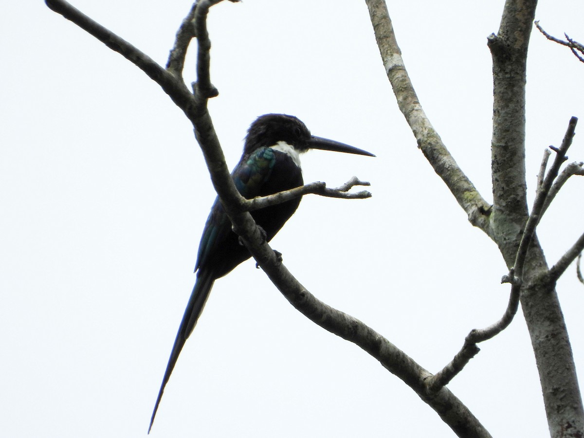 Paradise Jacamar - ML646187736