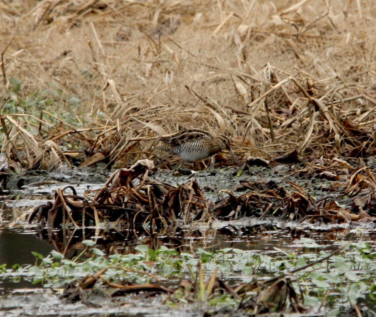 Wilson's Snipe - ML646187739