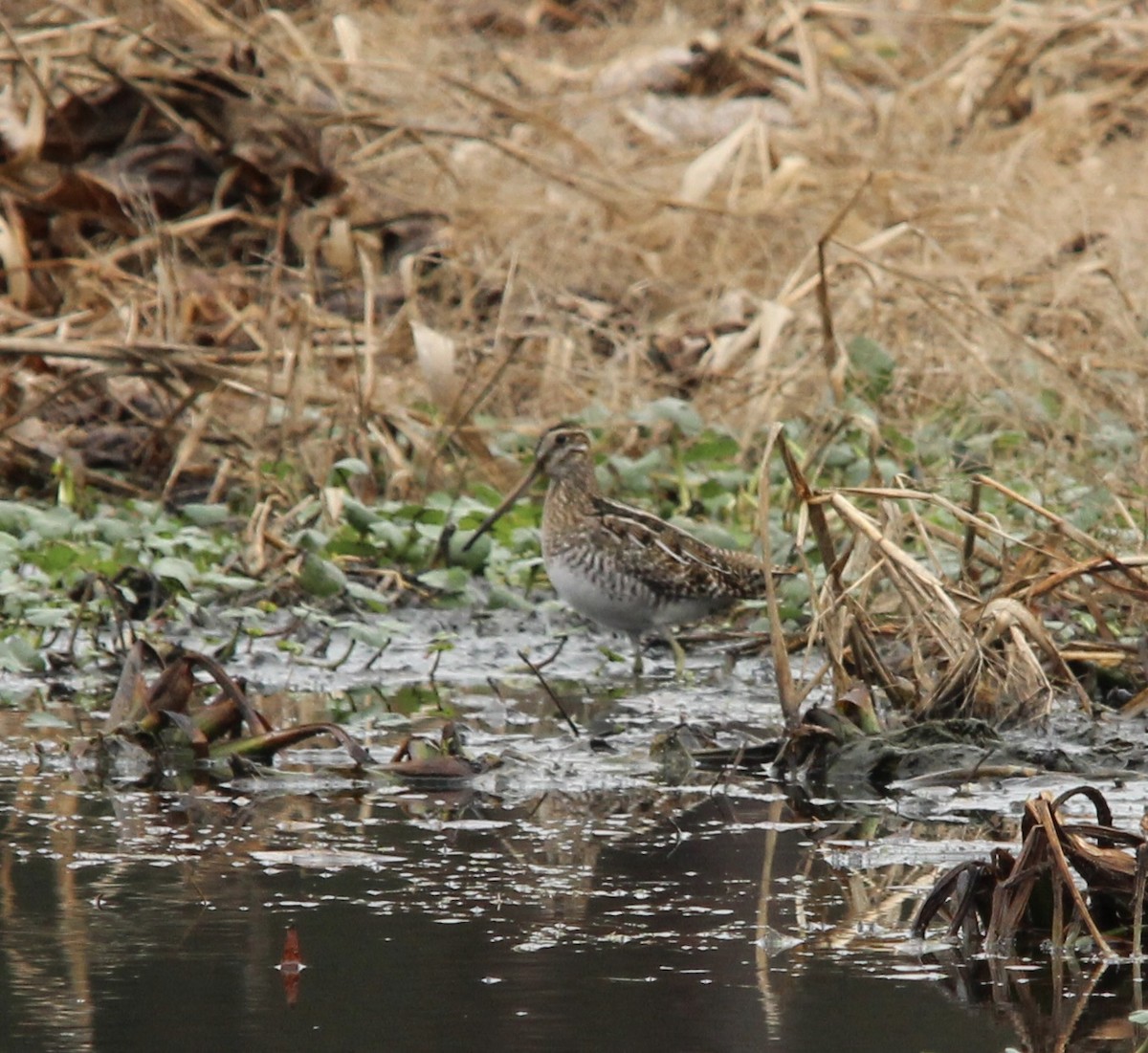 Wilson's Snipe - ML646187741