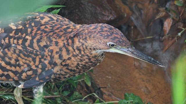 Amerika Kaplan Balıkçılı - ML646187743