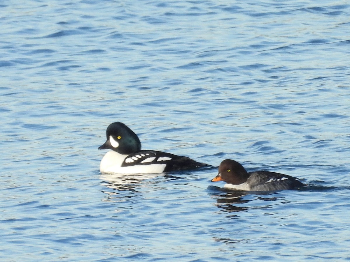 Murgilari islandiarra - ML646187744