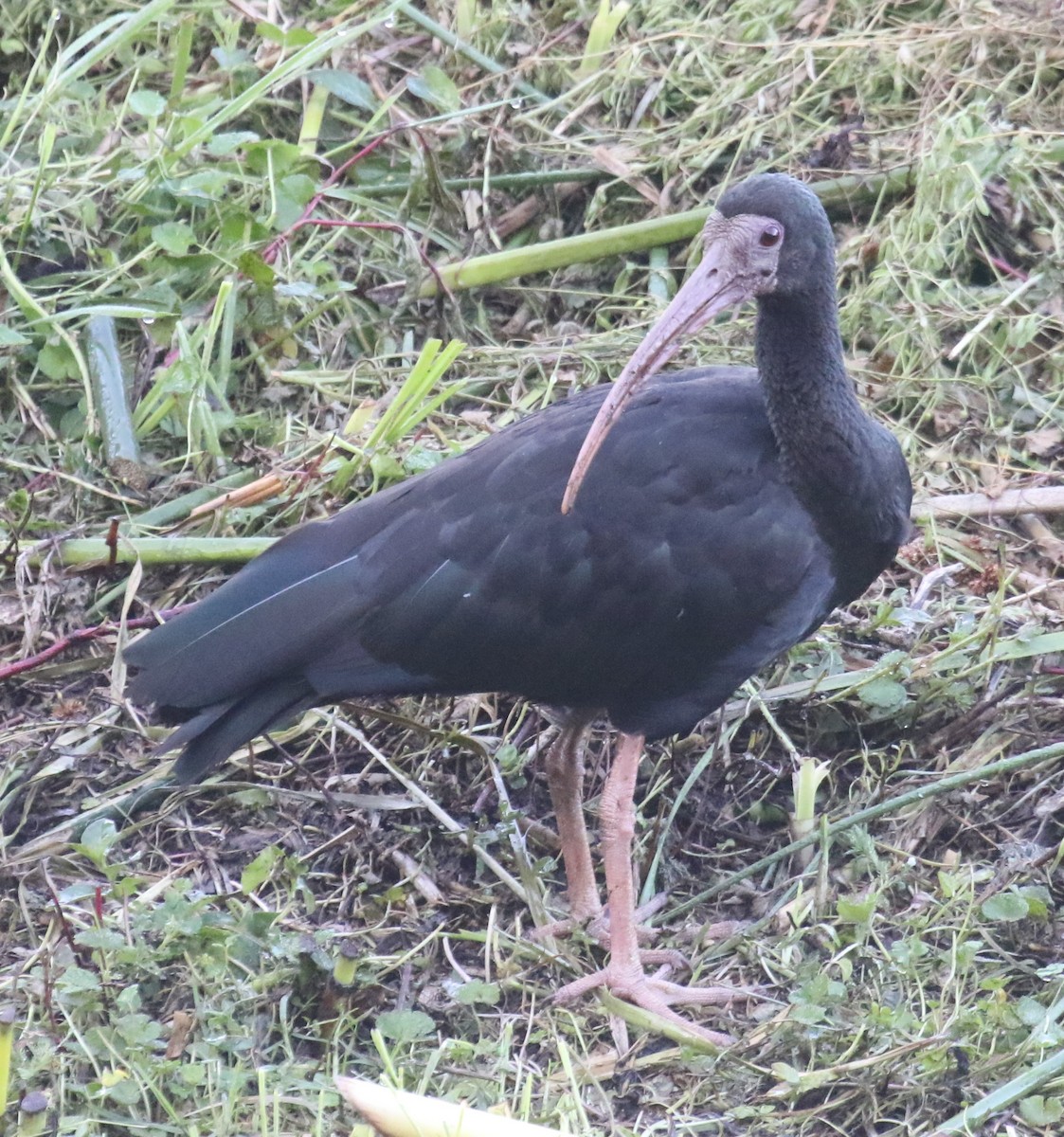 Ibis Afeitado - ML646187746