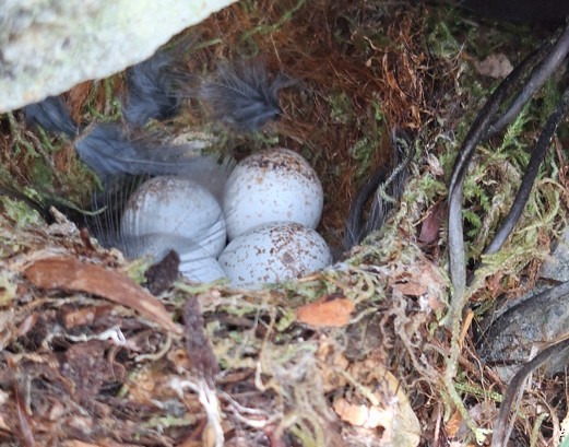 Tomtit - ML646187747