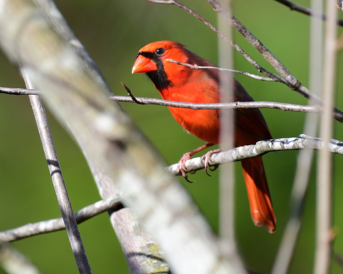 Northern Cardinal - ML646187751