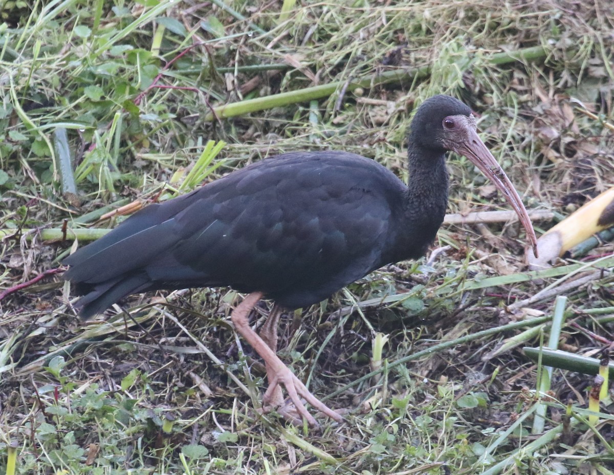 Ibis Afeitado - ML646187754