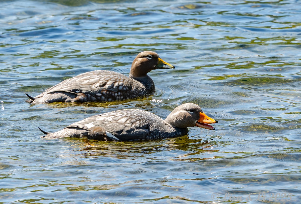 Flying Steamer-Duck - ML646187755