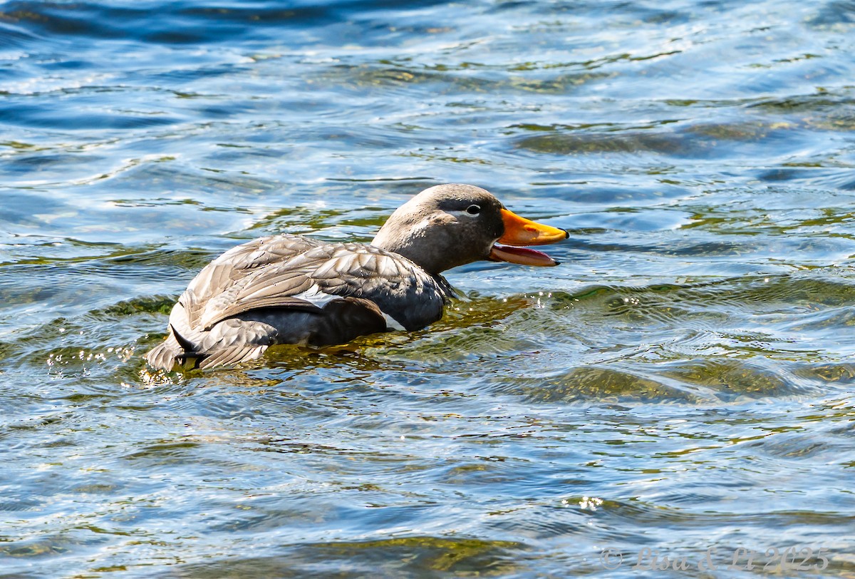 Flying Steamer-Duck - ML646187756