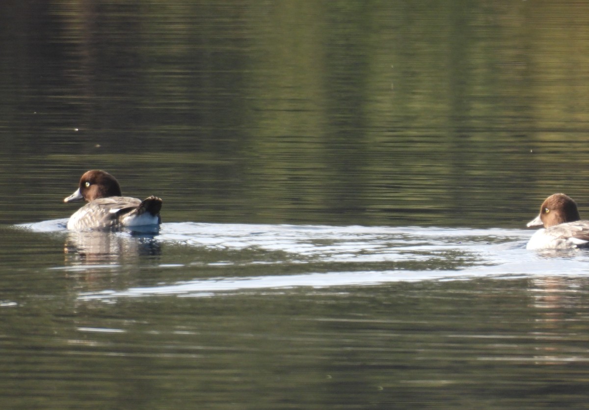 Common Goldeneye - ML646187759