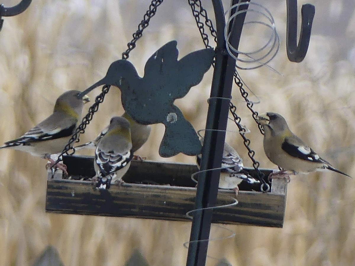 Evening Grosbeak - ML646187760