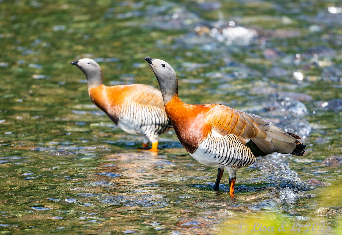 Ashy-headed Goose - ML646187763