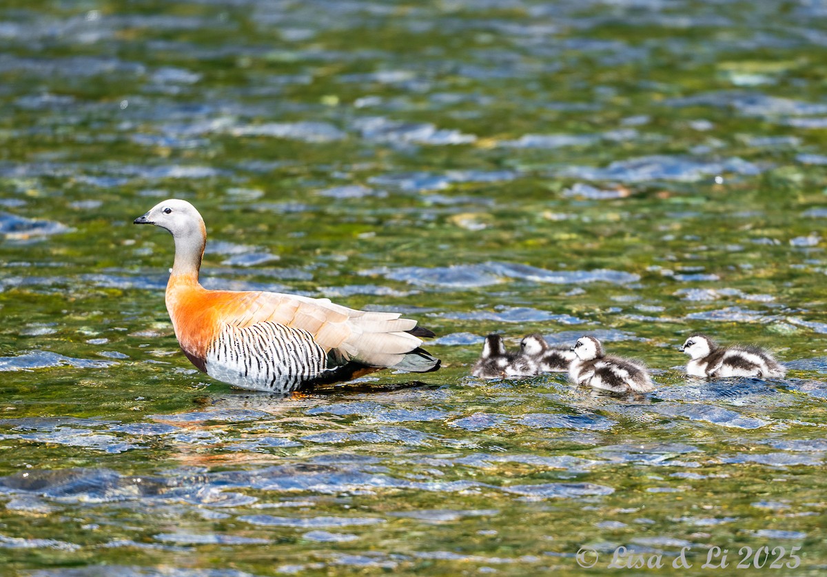 Ashy-headed Goose - ML646187764