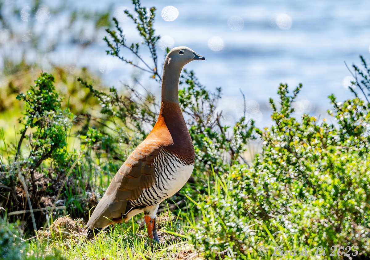 Ashy-headed Goose - ML646187765