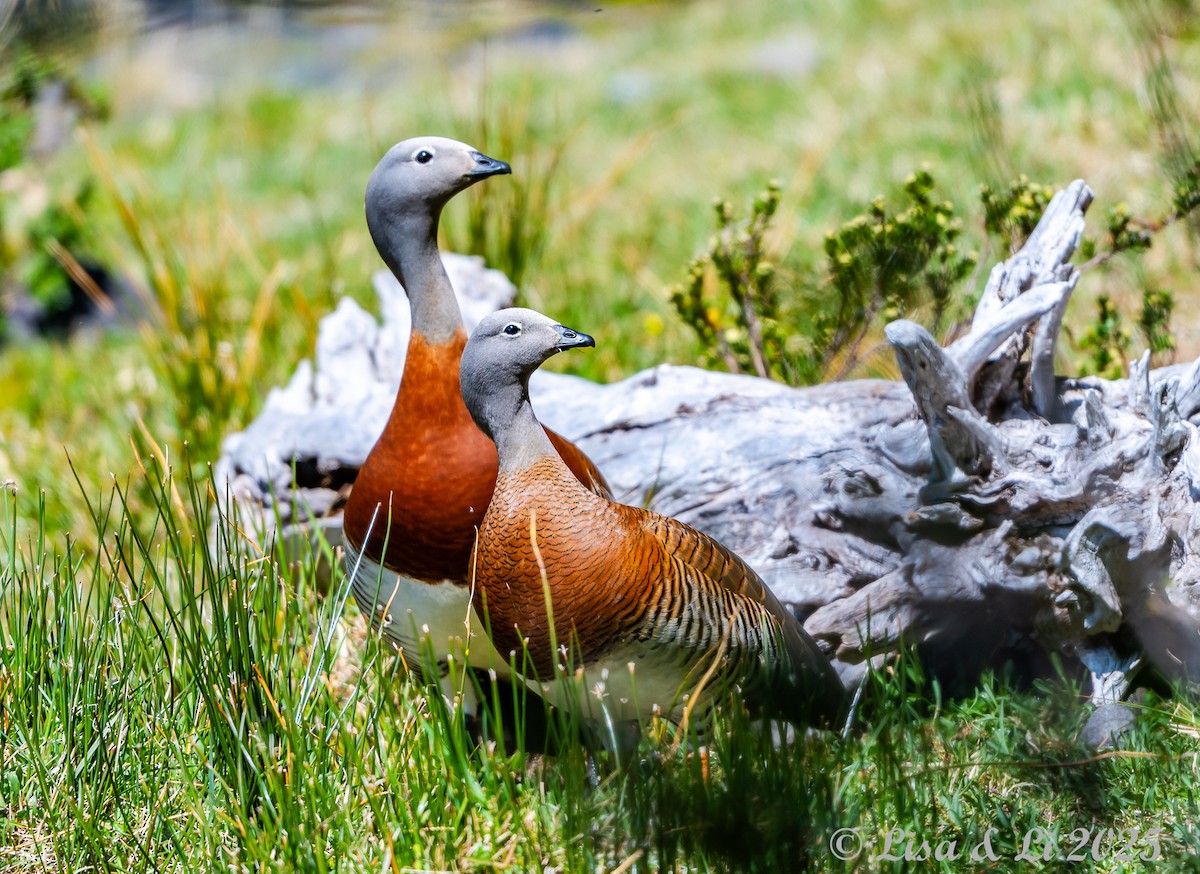 Ashy-headed Goose - ML646187766