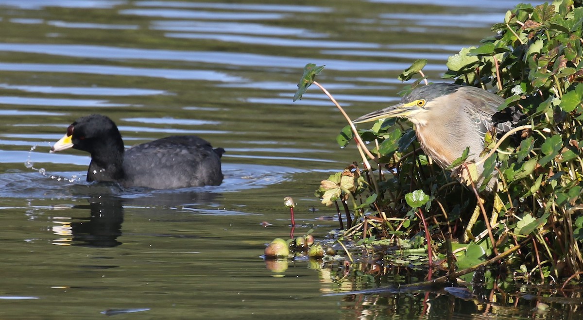Striated Heron - ML646187771
