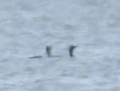 Common Loon - ML646187774