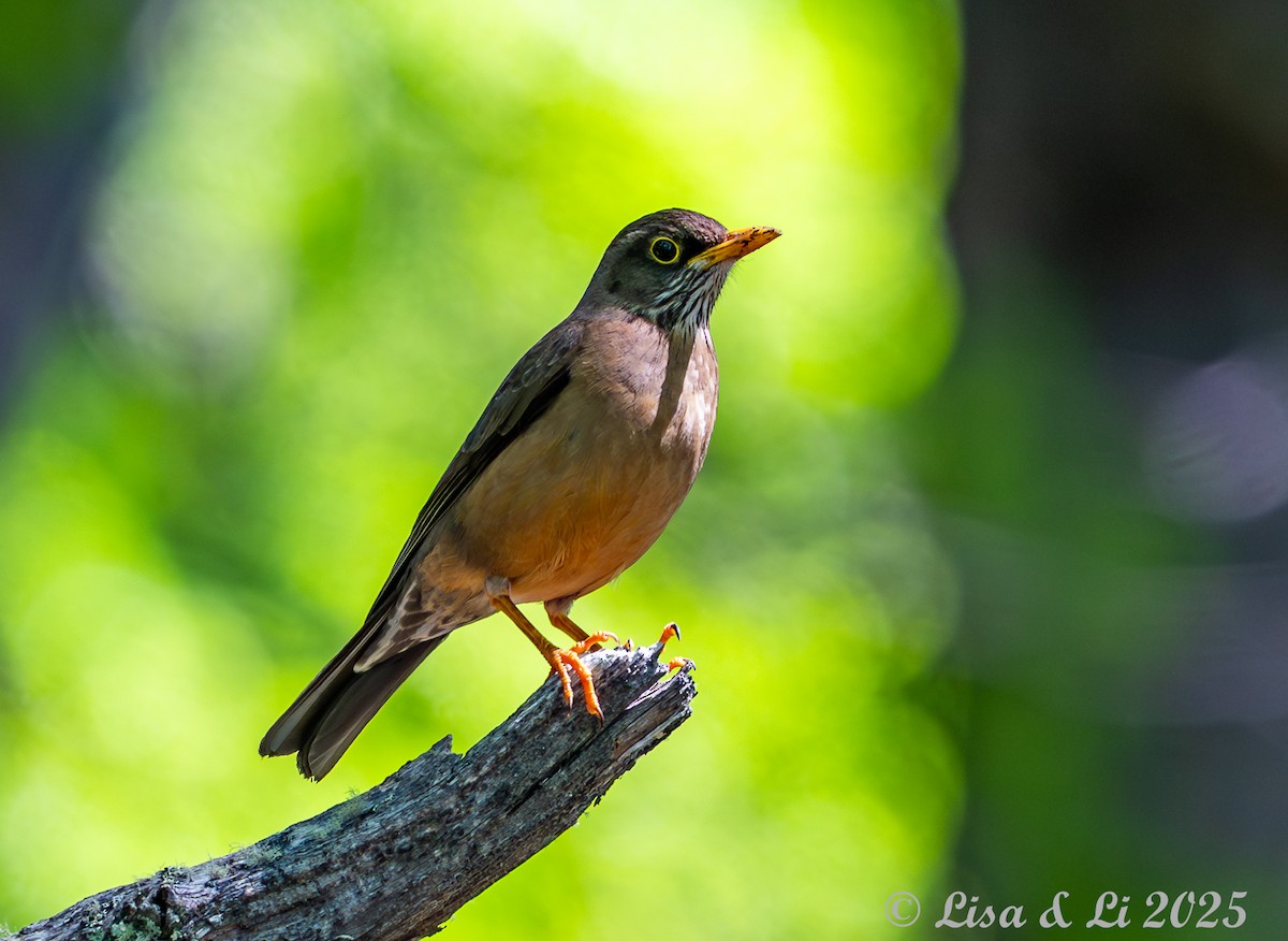 Austral Thrush (Magellan) - ML646187775