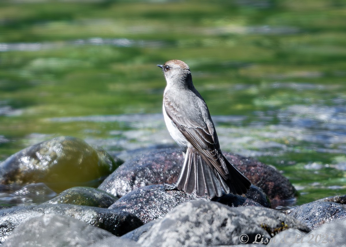 Maskengrundtyrann - ML646187778