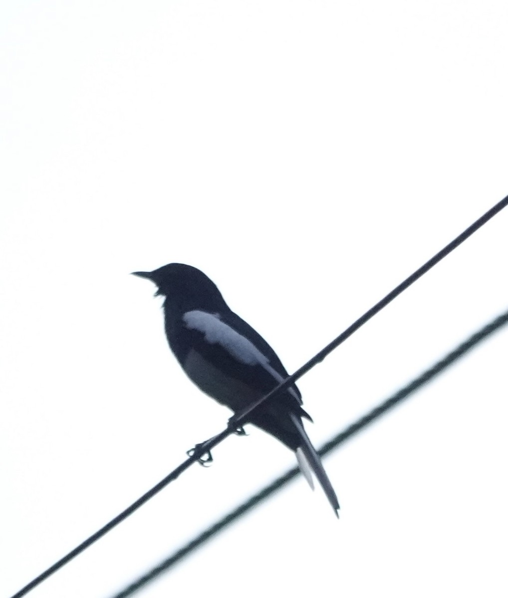 Dajalschama - ML646187779