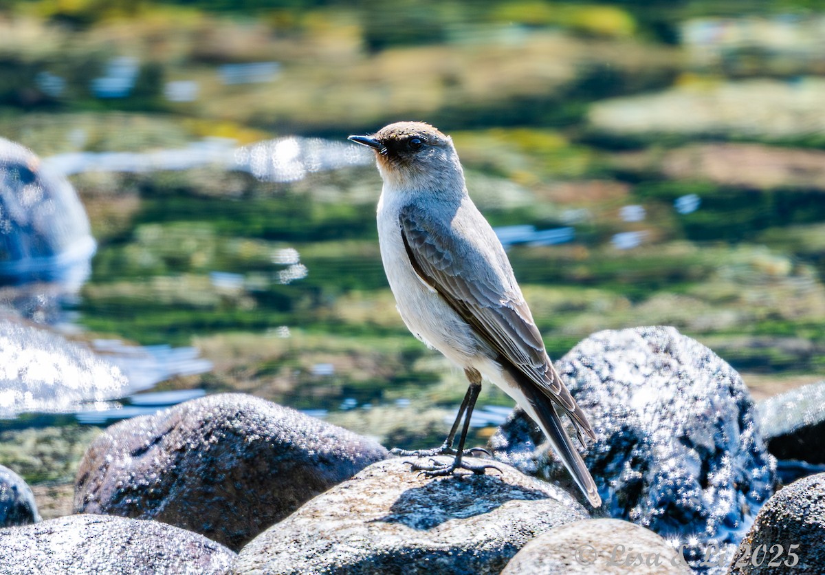 Maskengrundtyrann - ML646187780