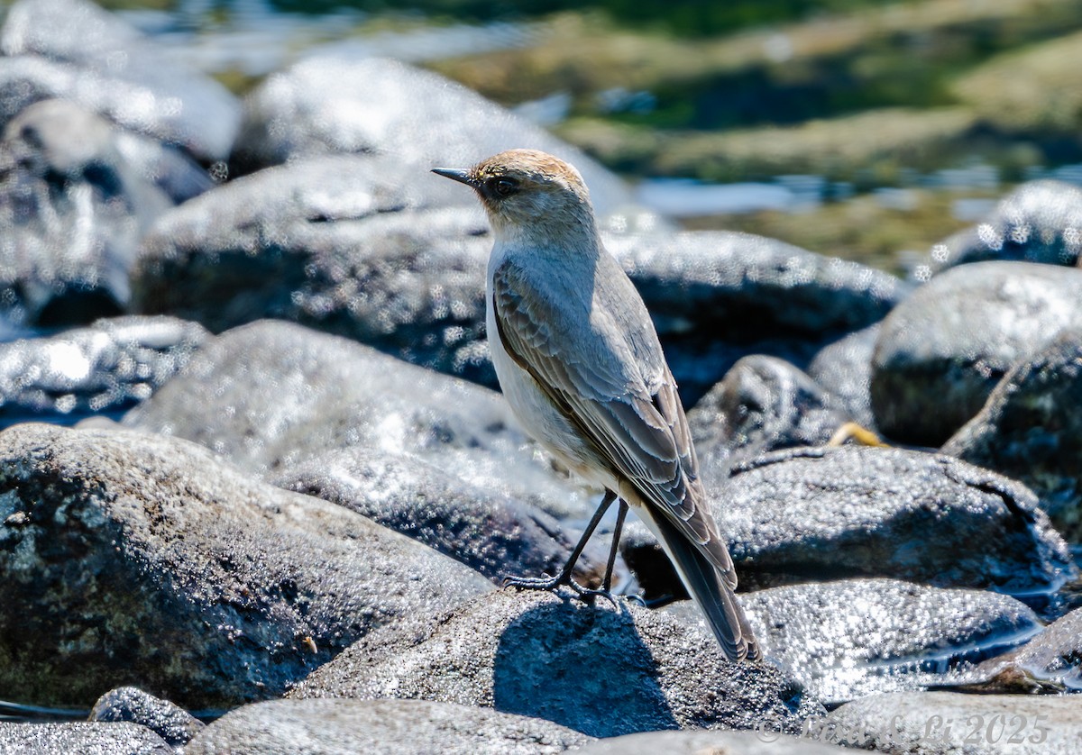 Maskengrundtyrann - ML646187781