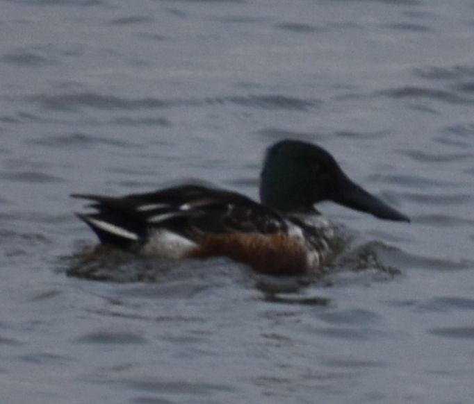 Löffelente - ML646187782