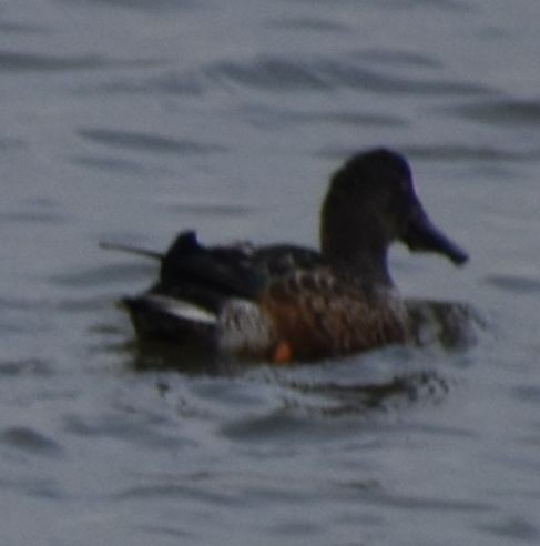 Löffelente - ML646187783