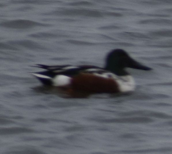 Löffelente - ML646187784