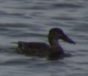 Löffelente - ML646187787