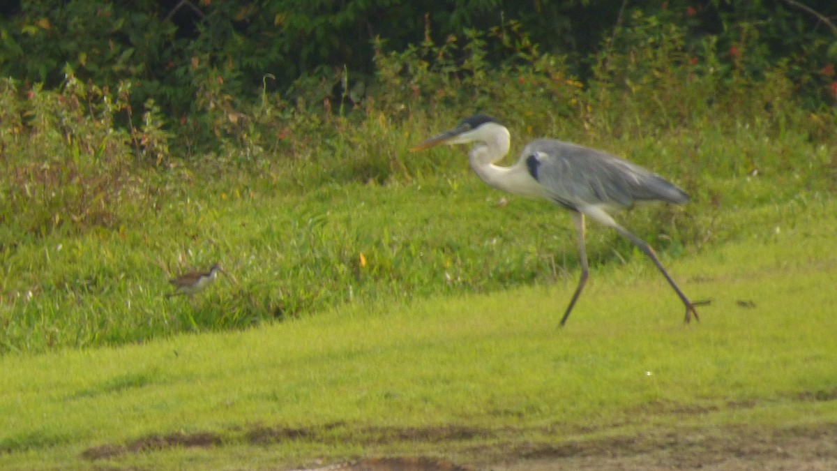 Cocoireiher - ML646187790